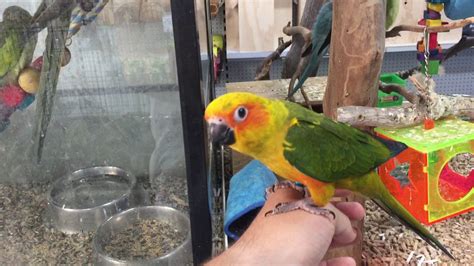 Hand Reared Baby Sun Conures Youtube