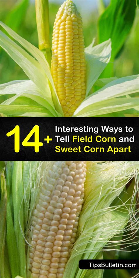 Differences Between Field Corn And Sweet Corn Corn Varieties