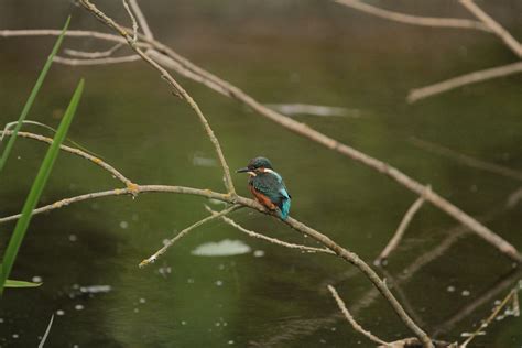 Eisvogel Vogel Bird Kingfisher Alcedo Atthis Im Flickr