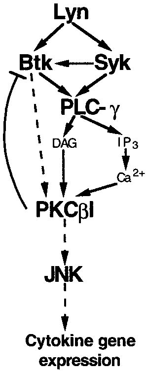 The signaling pathway from the upstream protein-tyrosine kinases ... 