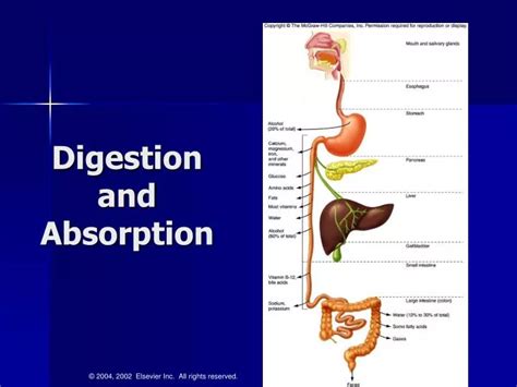 Ppt Digestion And Absorption Powerpoint Presentation Free Download Id 6728729