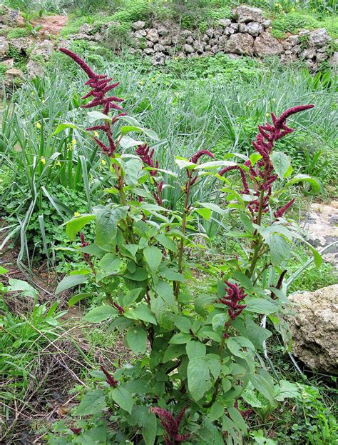 African Spinach Facts And Health Benefits