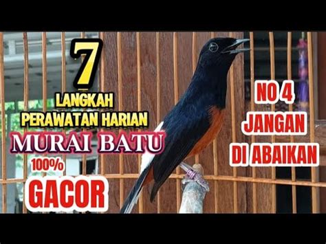 7 Cara Merawat Murai Batu Agar Cepat Gacor Rajin Bunyi Murai Batu