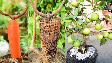 How To Air Layering Guava Tree With Carrot And Buried Mouses For Guava