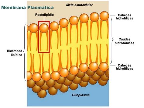 Introducao Citologia