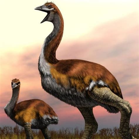 Elephant Bird Extinct Animals Ancient Animals Prehistoric Wildlife