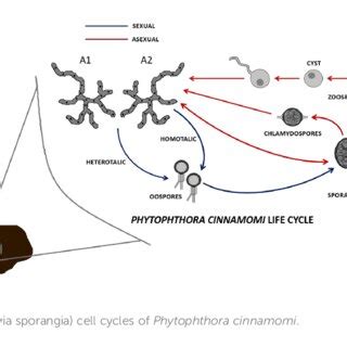 Growth Values Obtained After Bioassays Of Phytophthora Cinnamomi