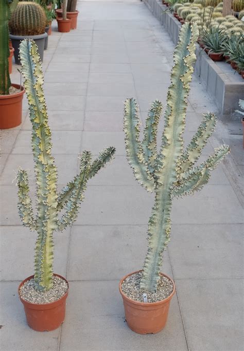 Euphorbia Erythraea Cv Marmorata Verzweigt Uhlig Kakteen More Than