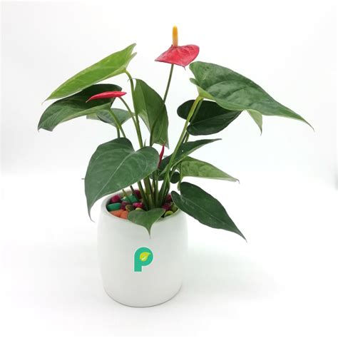 Costa Farms Live Indoor Tall Red Anthurium Bright Indirect Sunlight