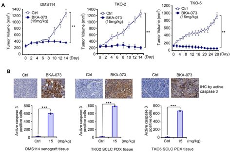 BKA 073 Suppresses SCLC In Xenografts And PDX Models A Nu Nu Mice