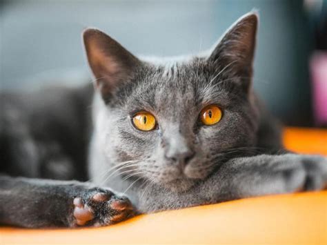 Chartreux | Cat breeds, Chartreux cat, Cute cat breeds