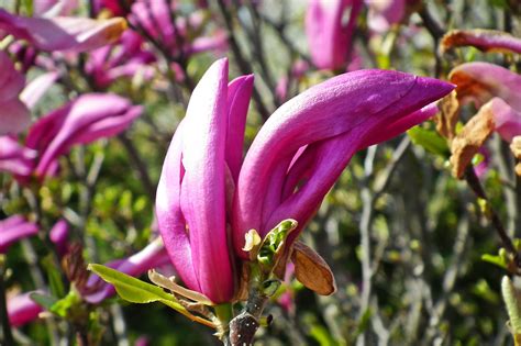 Magnolia Rosado Flores Foto Gratis En Pixabay Pixabay