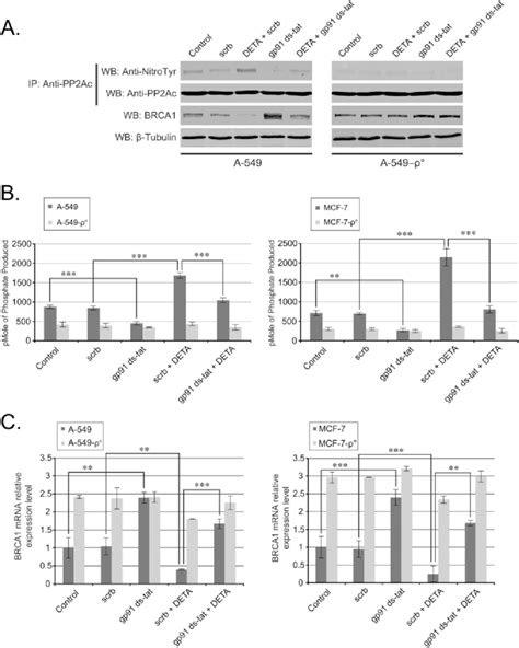 Pp2a Activity And Brca1 Expression In The ρ 0 And Control Cell Lines