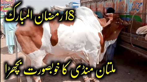 Multan Mandi Latest Updates Today 9 April 2023 Multan Cow Mandi