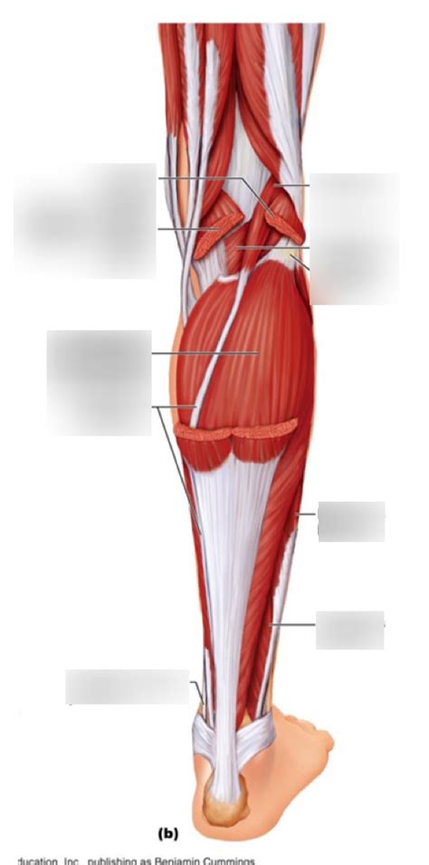 Superficial Posterior Leg Muscles Diagram | Quizlet