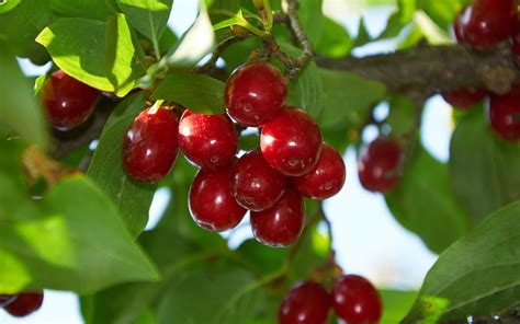 插茱萸、吃重阳糕、饮菊花酒，重阳习俗了解一下凤凰网