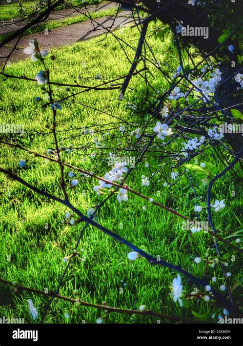 Prunus Salicina Lindl Fotografías E Imágenes De Alta Resolución Alamy