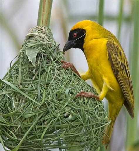 South African Safari Birds