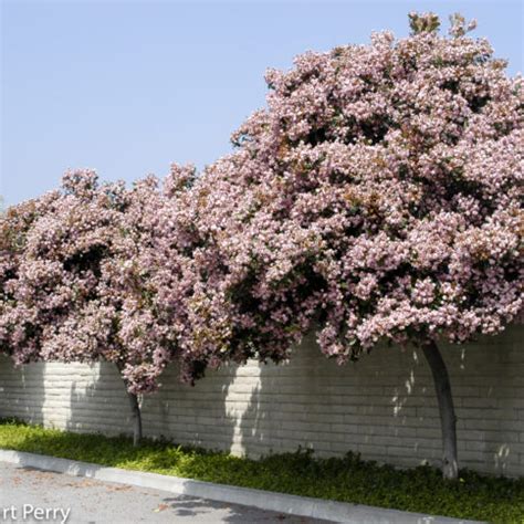 Majestic Beauty Indian Hawthorn Inland Valley Garden Planner Sugar