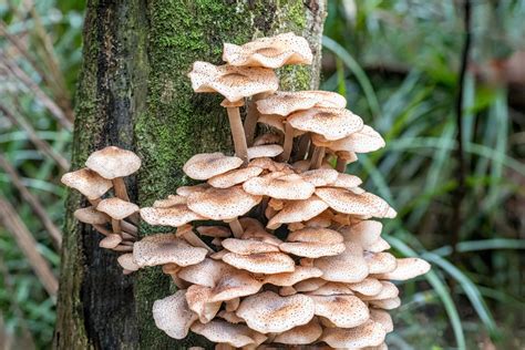 Armillaria Limonea From Alice Eaves Reserve Orewa New Zealand On