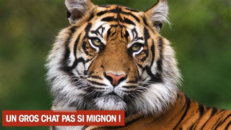 Le Tigre Lanimal De Tous Les Records Youtube