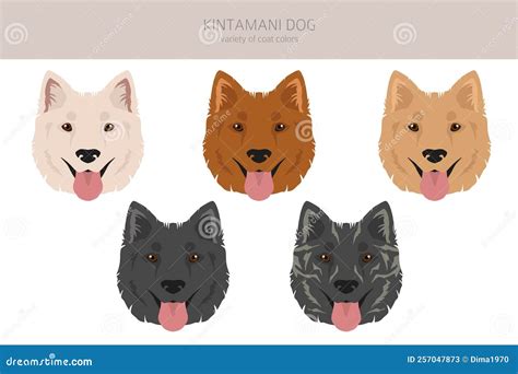 Kintamani Bali Dog Clipart Different Coat Colors Set Stock Vector