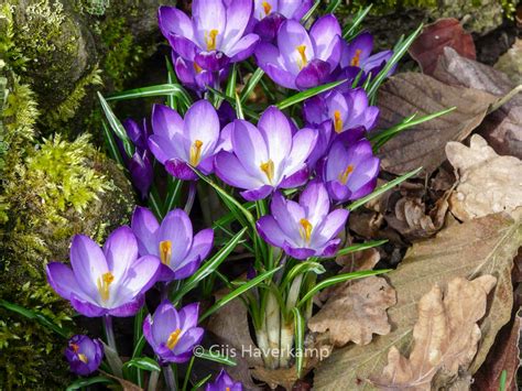 Crocus Tommasinianus Ruby Giant Esveld Shop