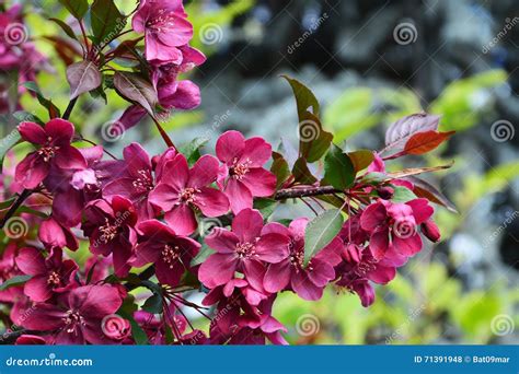 Dark Red Crabapple Blossoms Malus Royalty Stock Photo Image Of Flora