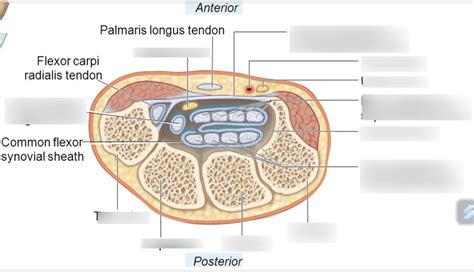 Carpal tunnel anatomy Diagram | Quizlet