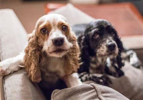 Love Never Grows Old At Old Friends Senior Dog Sanctuary