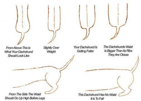 Miniature Dachshund Weight Chart Kg