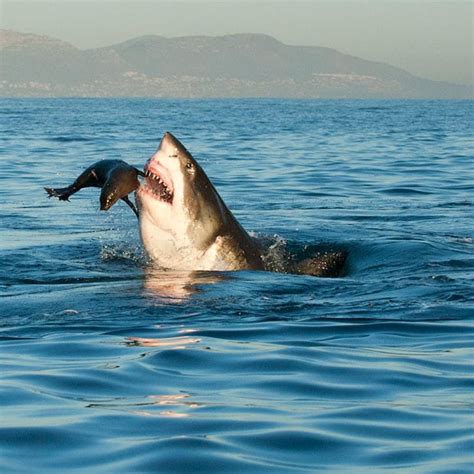 Great White Shark Jumping Out Of Water At Seal