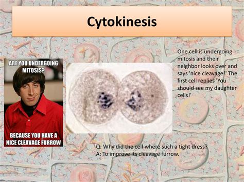 Mitosis Cell Division Ppt Download