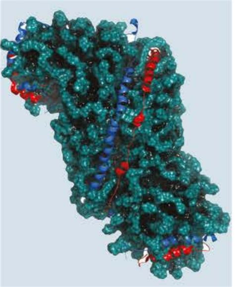 MODULE 6 Genetic Change Mutation Vocabulary Diagram Quizlet