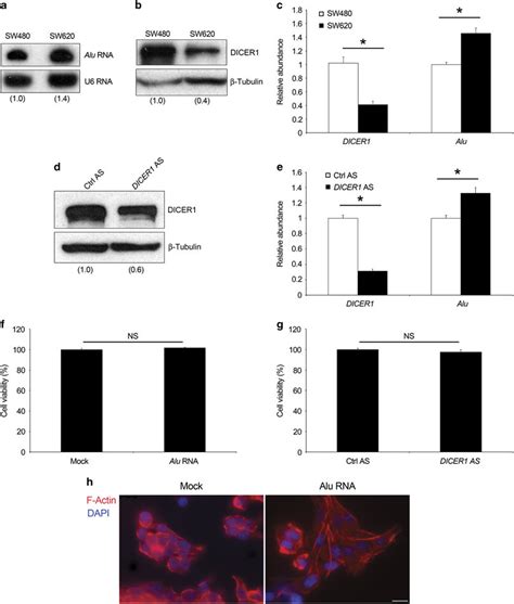 Alu Rna Levels In Crc Cells Lines A Northern Blot Analysis Shows Alu