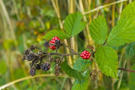 Free Images Tree Branch Fruit Berry Leaf Flower Dry Bush Food