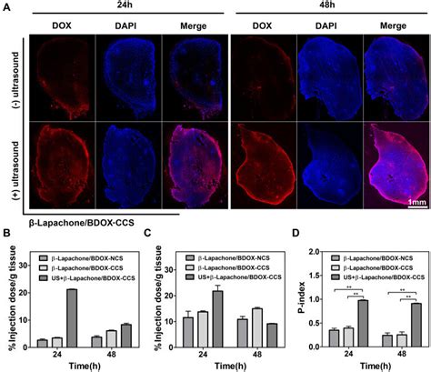 In Vivo Antitumor Efficacy In A Xenograft Hepg Mice Model A