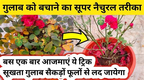 Rose Plant Growing Tips How To Save Rose Plant Rose Plant Care ROSE