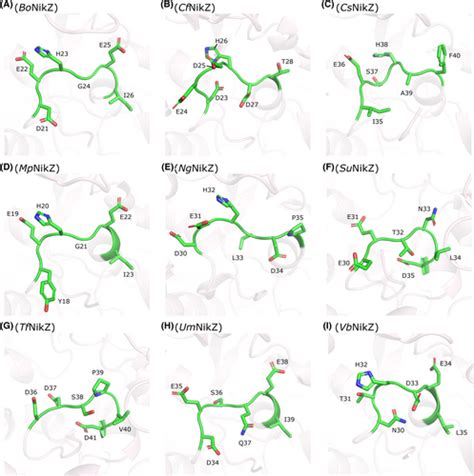 Ni II Binding Affinity Of CcNikZII And Its Homologs The Role Of The