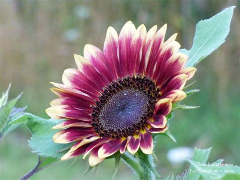 Graines De Fleurs Tournesols M Lange De Vari T S