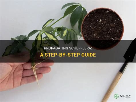 Propagating Schefflera A Step By Step Guide Shuncy