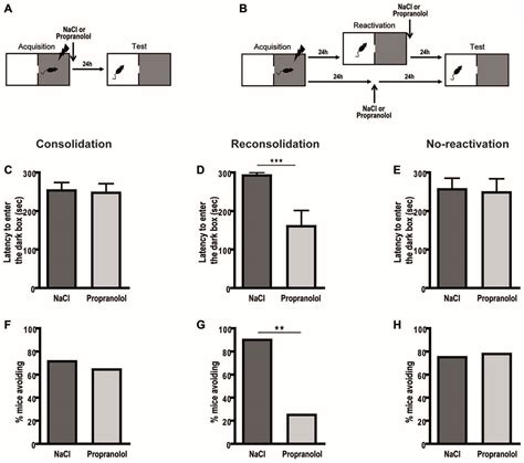 Frontiers Effects of Propranolol a β noradrenergic Antagonist on