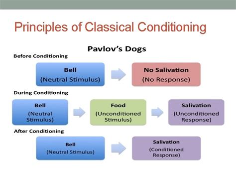 Learning Chapter 5 Classical Conditioning Learning Through Association