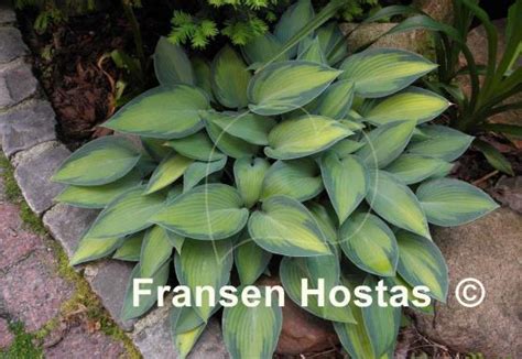 Hosta Paradise Joyce Fransen Hostas Funkien