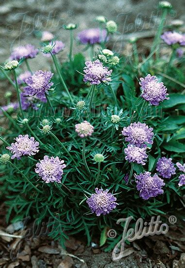 A Cm Scabiosa