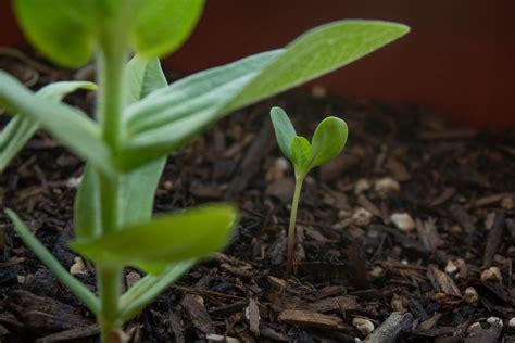 When To Transplant Zinnia Seedlings Chicago Land Gardening