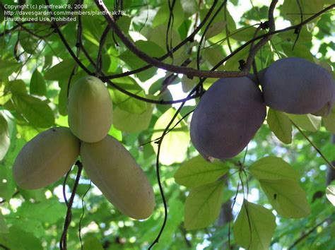 Plantfiles Pictures Akebia Species Chocolate Vine Five Leaf Akebia