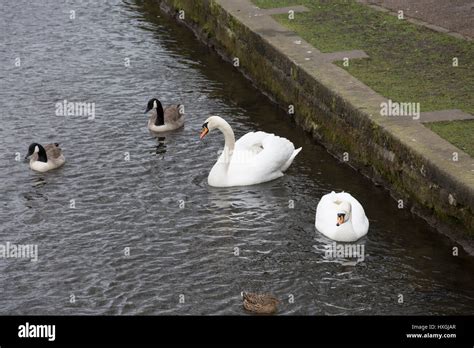 Beswick Swan On The River Wye In Bakewell Derbyshire Stock Photo Alamy