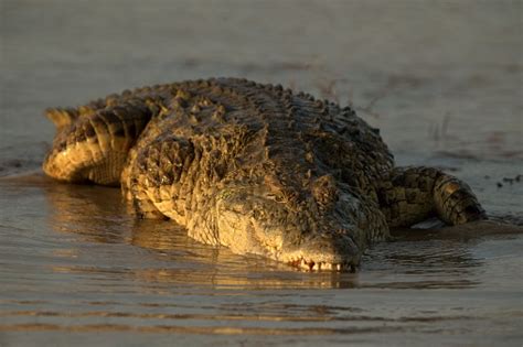 Potret Buaya Nil Reptil Afrika Petualangan Eksotis Di Afrika Safari