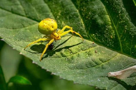 Homemade Insecticidal Soap Recipe To kill harmful Aphids and pests ...